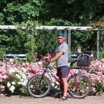Roses on Margaret Island
